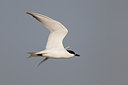 BUITEN BEELD Foto: 221725