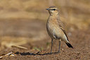 BUITEN BEELD Foto: 221776