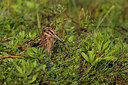 BUITEN BEELD Foto: 221780