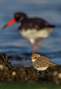BUITEN BEELD Foto: 221790