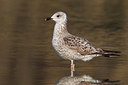 BUITEN BEELD Foto: 221791