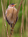 BUITEN BEELD Foto: 221804