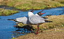 BUITEN BEELD Foto: 221892