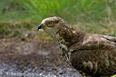 BUITEN BEELD Foto: 221925
