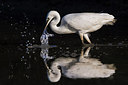 BUITEN BEELD Foto: 221941