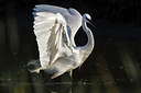 BUITEN BEELD Foto: 221945