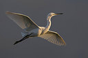 BUITEN BEELD Foto: 221950