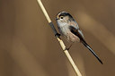 BUITEN BEELD Foto: 221983