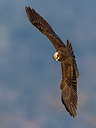 BUITEN BEELD Foto: 222024