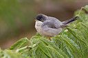 BUITEN BEELD Foto: 222054