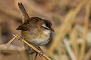 BUITEN BEELD Foto: 222101