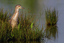 BUITEN BEELD Foto: 222106