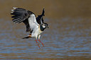 BUITEN BEELD Foto: 222150