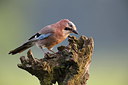 BUITEN BEELD Foto: 222192