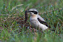 BUITEN BEELD Foto: 222258