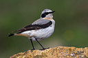 BUITEN BEELD Foto: 222264