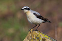 BUITEN BEELD Foto: 222267