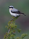 BUITEN BEELD Foto: 222275