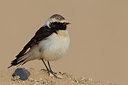 BUITEN BEELD Foto: 222291