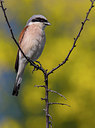 BUITEN BEELD Foto: 222336