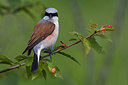 BUITEN BEELD Foto: 222337