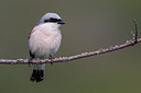 BUITEN BEELD Foto: 222341