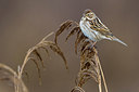 BUITEN BEELD Foto: 222364