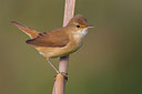 BUITEN BEELD Foto: 222374