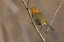 BUITEN BEELD Foto: 222379
