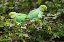 BUITEN BEELD Foto: 222388