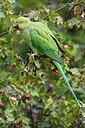 BUITEN BEELD Foto: 222390