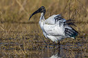 BUITEN BEELD Foto: 222405