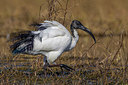 BUITEN BEELD Foto: 222407