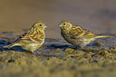 BUITEN BEELD Foto: 222465