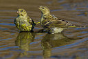 BUITEN BEELD Foto: 222470
