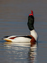 BUITEN BEELD Foto: 222472
