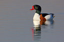 BUITEN BEELD Foto: 222473