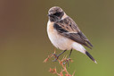 BUITEN BEELD Foto: 222504