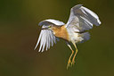 BUITEN BEELD Foto: 222583