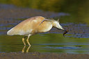 BUITEN BEELD Foto: 222586