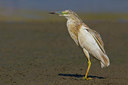 BUITEN BEELD Foto: 222593