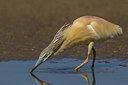 BUITEN BEELD Foto: 222596