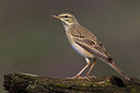 BUITEN BEELD Foto: 222620