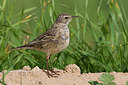 BUITEN BEELD Foto: 222655