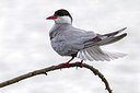 BUITEN BEELD Foto: 222671