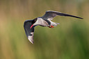 BUITEN BEELD Foto: 222679