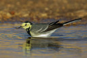 BUITEN BEELD Foto: 222772