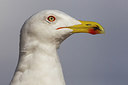 BUITEN BEELD Foto: 222827