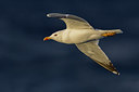 BUITEN BEELD Foto: 222828