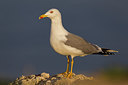 BUITEN BEELD Foto: 222859